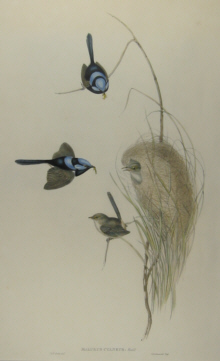 John Gould Birds of Australia
